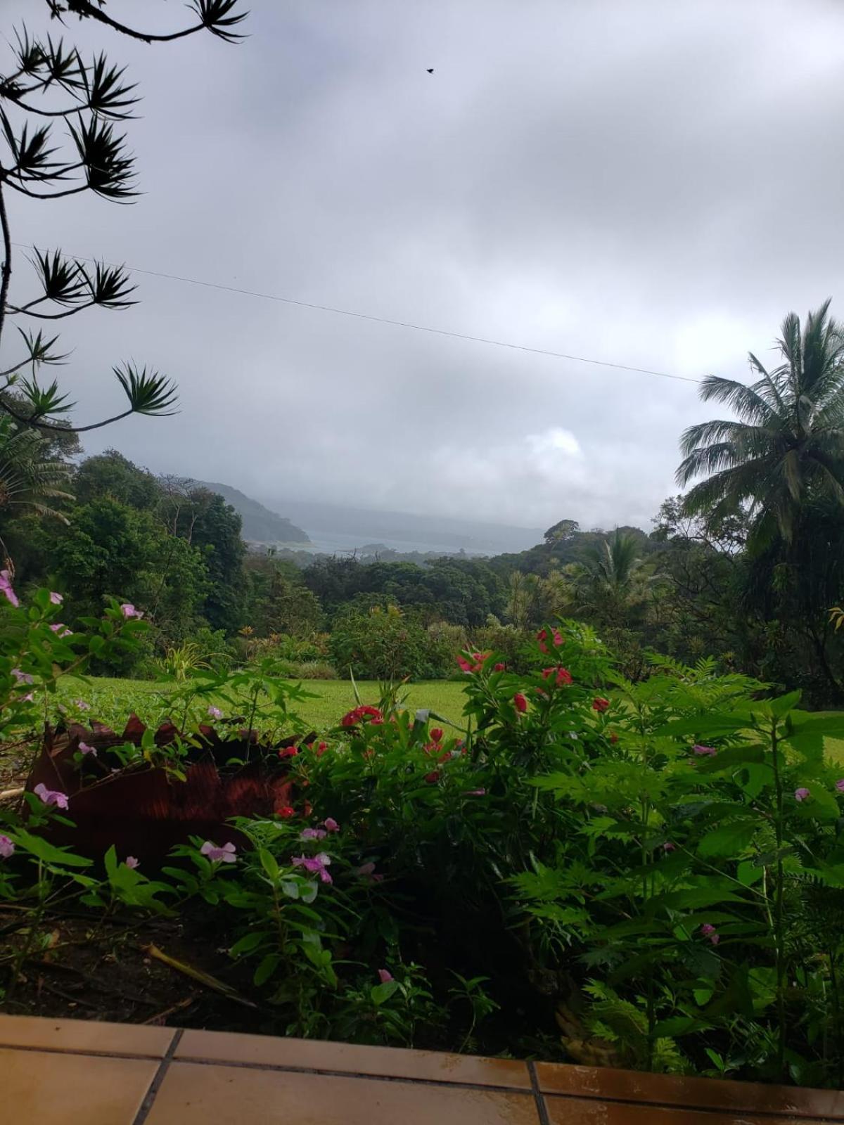 La Rana De Arenal Nuevo Arenal