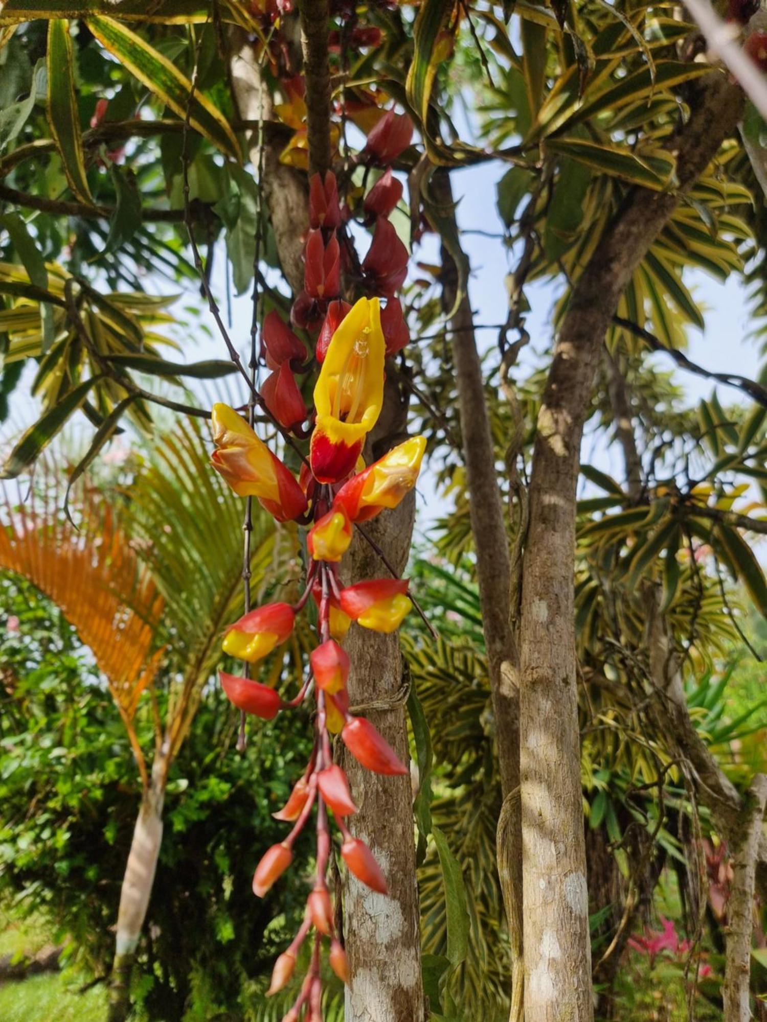 La Rana De Arenal Nuevo Arenal