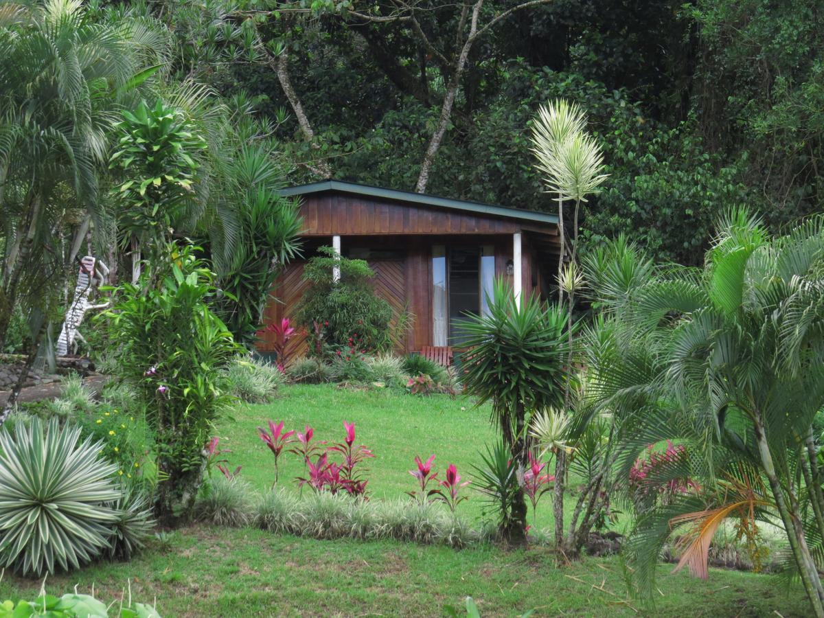 La Rana De Arenal *
